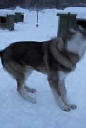 Life Below Zero S11E09 720p WEB x264-TBS [eztv]