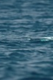 The Humboldt Current S01E01 720p WEB h264-SKYFiRE EZTV