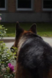 Hudson and Rex S06E07 XviD-AFG EZTV