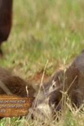 Wild Child S02E25 480p x264-mSD EZTV
