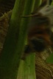 Crazy Monster S01E02 Bats 1080p WEBRip x264-SKYFiRE EZTV