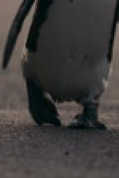 Penguin Town S01E08 1080p WEB H264-BIGDOC EZTV