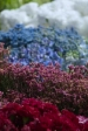 Full Bloom S01E01 XviD-AFG EZTV
