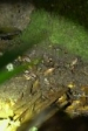 Swamp People S10E15 Voodoo Python 720p HDTV x264-CRiMSON [eztv]