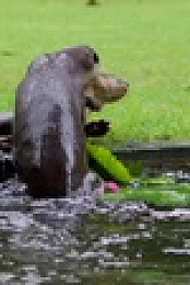 Otter Dynasty S01E06 XviD-AFG EZTV