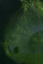 The Green Planet S01E02 XviD-AFG EZTV