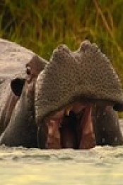 Big Beasts S01E05 480p x264-mSD EZTV