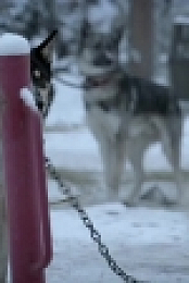 Life Below Zero S09E05 720p HDTV x264-DHD[eztv]