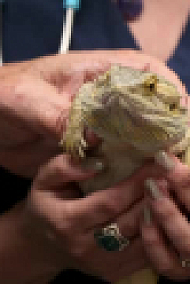 Pets and Pickers S03E01 XviD-AFG EZTV
