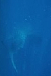 Planet Reef S01E03 XviD-AFG EZTV
