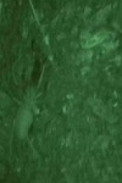 Naked and Afraid S13E06 480p x264-mSD EZTV