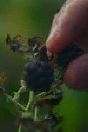 From Scratch S02E08 Dont Be So Shellfish XviD-AFG EZTV