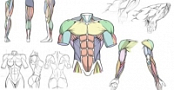 [ FreeCourseWeb ] Udemy - How to Draw Dynamic Anatomy - Step by Step