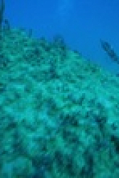 Shark Academy S01E02 WEBRip x264-PHOENiX EZTV