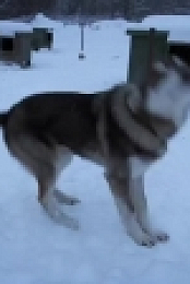 Life Below Zero S11E09 WEB x264-TBS [eztv]
