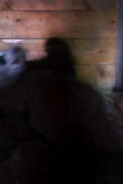 Inside the Zoo S01E02 XviD-AFG EZTV