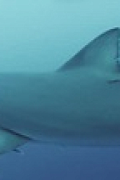 When Sharks Attack S08E03 XviD-AFG EZTV
