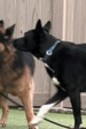 Dog Impossible S02E05 720p WEBRip x264-CBFM EZTV