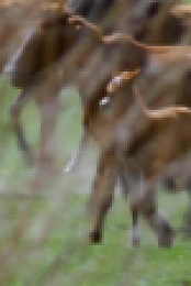 Wild Child S04E16 XviD-AFG EZTV