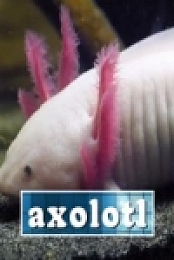 Absurd Planet S01E10 480p x264-mSD [eztv]