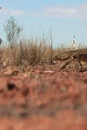 Aussie Gold Hunters S08E01 480p x264-mSD EZTV