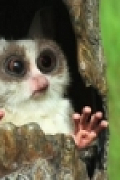 BBC Spy in the Wild 4of5 Mischief WEB x264-MCTV