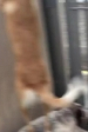 Worlds Funniest Animals S01E12 WEB h264-BAE EZTV