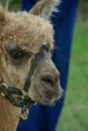 Embarrassing Pets S01E08 480p x264-mSD [eztv]