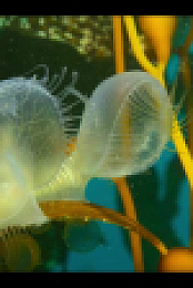 Our Oceans S01E01 XviD-AFG EZTV