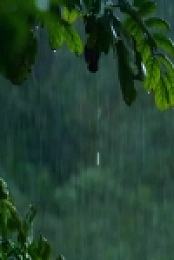 Nature S39E05 Primates Protecting Primates 480p x264-mSD EZTV