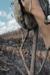 Outback Vet S02E03 480p x264-mSD EZTV