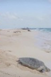 Planet Reef S01E01 XviD-AFG EZTV