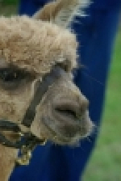 Embarrassing Pets S01E08 720p HDTV X264-CREED [eztv]