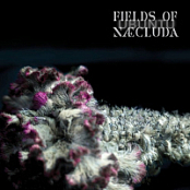 Fields Of Naecluda - Ubuntu (2024) MP3