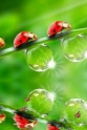 The Ladybug Screensaver - Animated Wallpaper