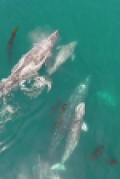 When Sharks Attack 360 S01E02 1080p WEB h264-EDITH EZTV