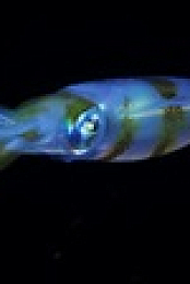 When Sharks Attack S08E02 XviD-AFG EZTV