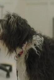 Strays S02E03 480p x264-mSD EZTV
