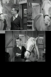 Mister Ed (1958–1966)-All Seasons-[samson599]