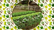 [ FreeCourseWeb ] Udemy - The Beginner's Guide to Vegetable Gardening