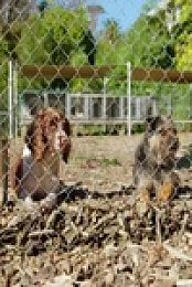 Dog Squad S12E09 480p x264-mSD EZTV