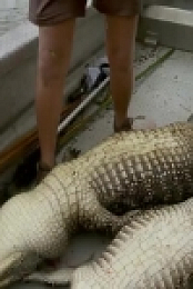 Swamp People S12E10 480p x264-mSD EZTV