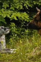 Hudson and Rex S04E02 XviD-AFG EZTV