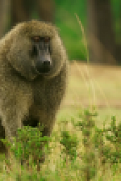 Serengeti S01 EP06 Rebirth HDTVRip