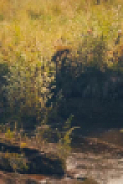 Gold Rush S14E20 XviD-AFG EZTV