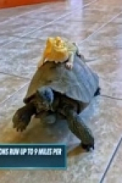 Howie Mandels Animals Doing Things S02E01 480p x264-mSD [eztv]