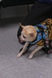 Pets And Pickers S01E07 XviD-AFG EZTV