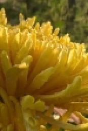 Full Bloom S01E04 720p WEB h264-KOGi EZTV