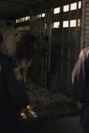 Moonshine S03E07 480p x264-mSD EZTV