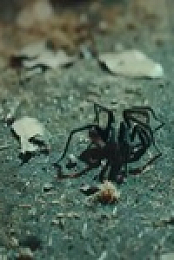 Snake in the Grass S01E04 480p x264-mSD EZTV
